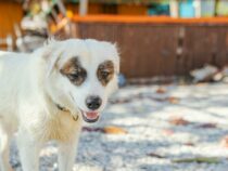 Guide ultime pour une nutrition canine équilibrée