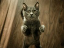 Pourquoi opter pour une litière végétale écologique pour votre chat